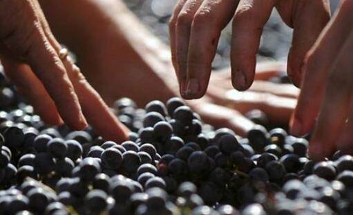 一斤葡萄可以酿造多少葡萄酒？葡萄酒的酿造方法